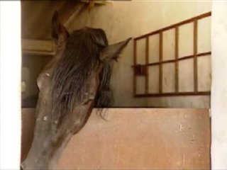 CABALLO (4)